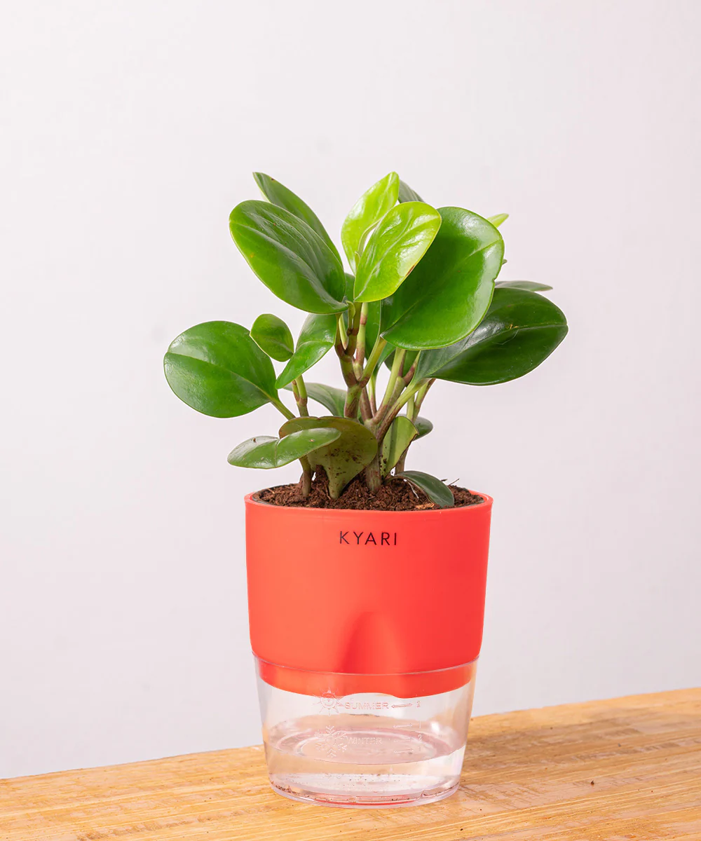 Peperomia Green Plant With Self Watering Pot - Image 38