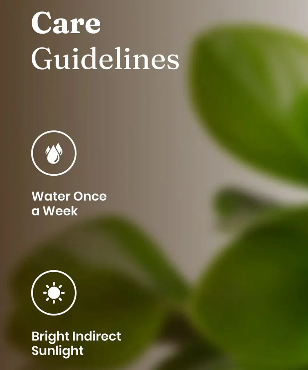 Peperomia Green Plant With Self Watering Pot - Image 40