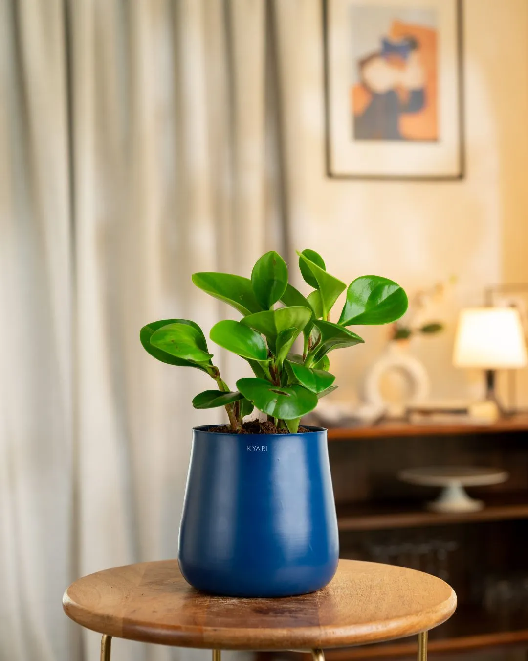 Peperomia Green Plant With Self Watering Pot - Image 43