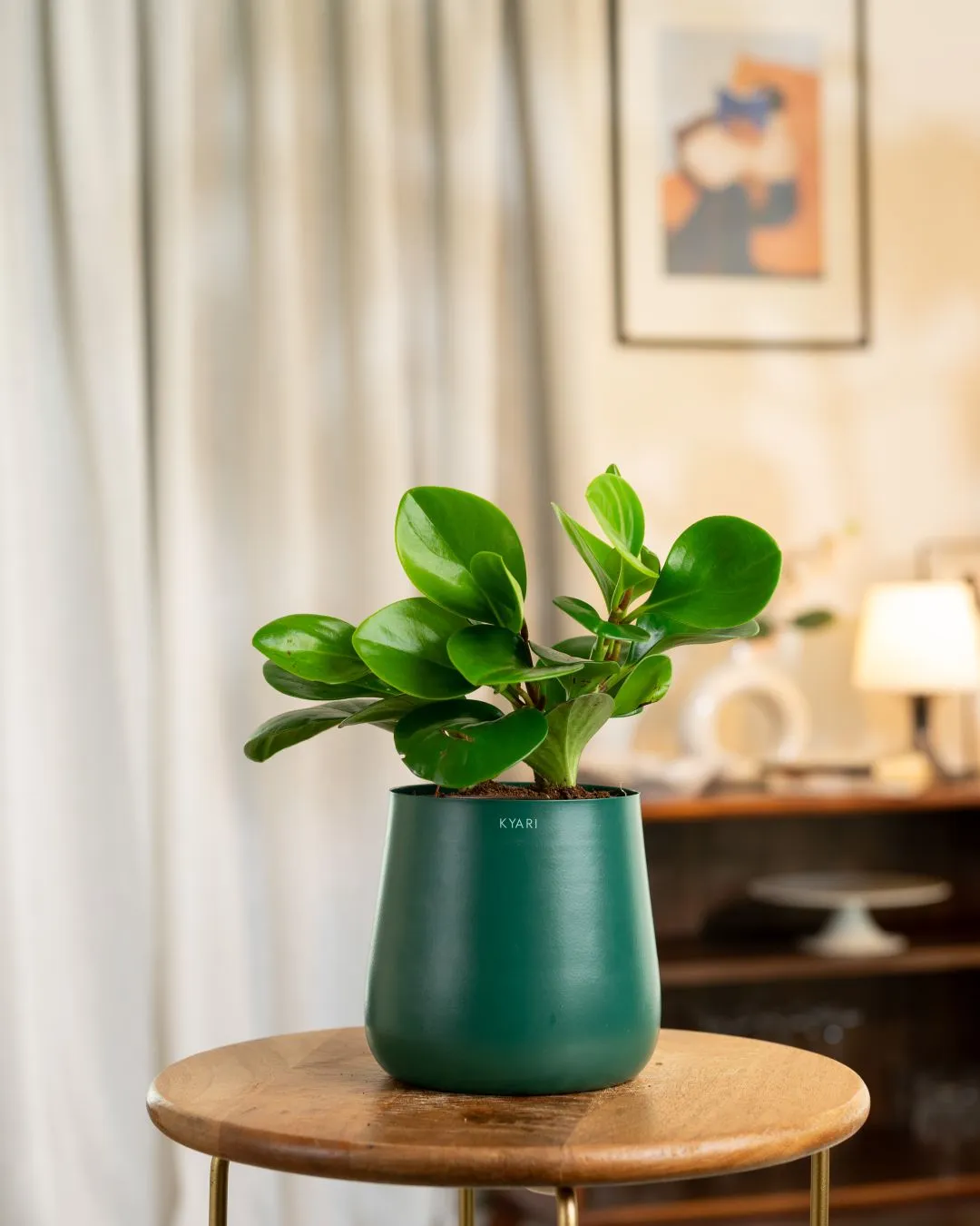 Peperomia Green Plant With Self Watering Pot - Image 48