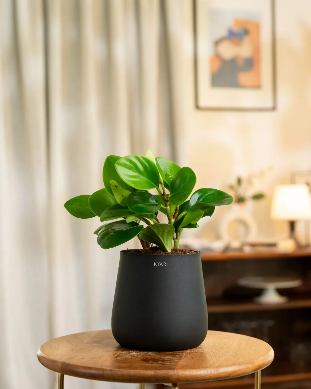 Peperomia Green Plant With Self Watering Pot - Image 53