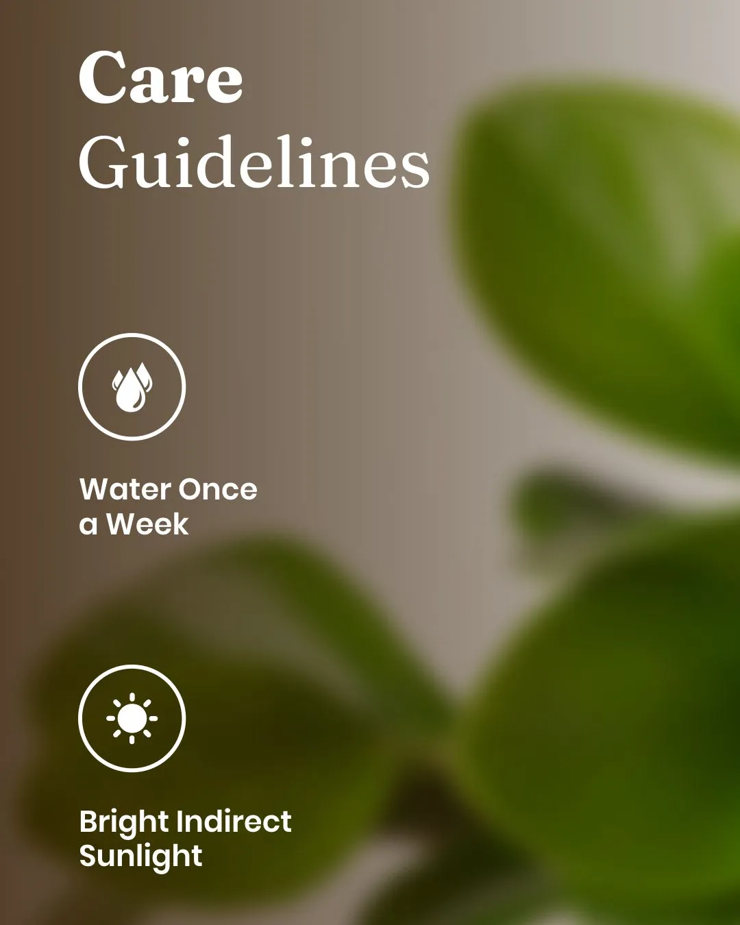 Peperomia Green Plant With Self Watering Pot - Image 56