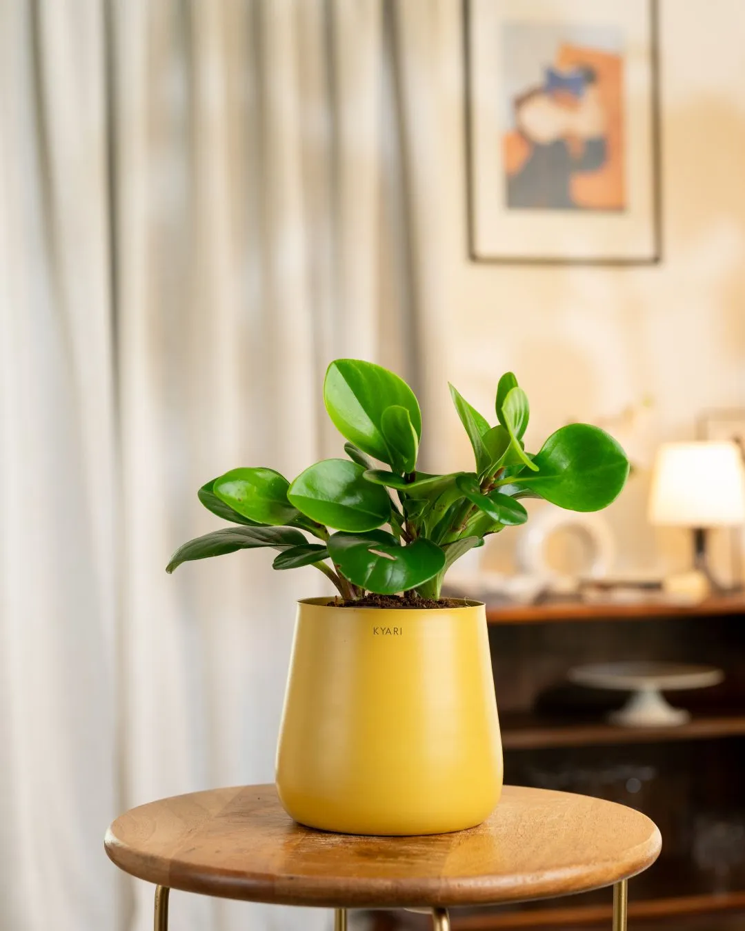 Peperomia Green Plant With Self Watering Pot - Image 58