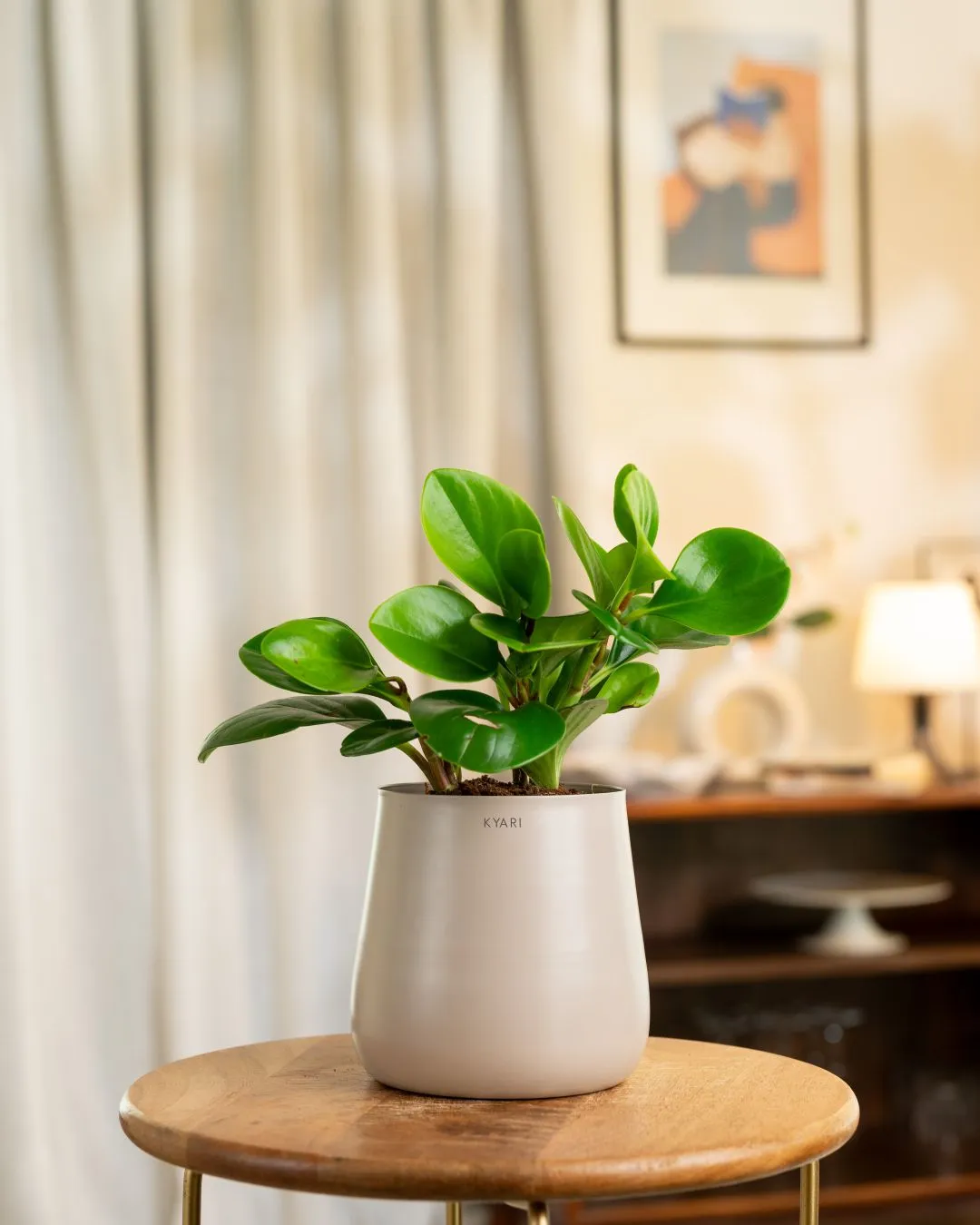 Peperomia Green Plant With Self Watering Pot - Image 63