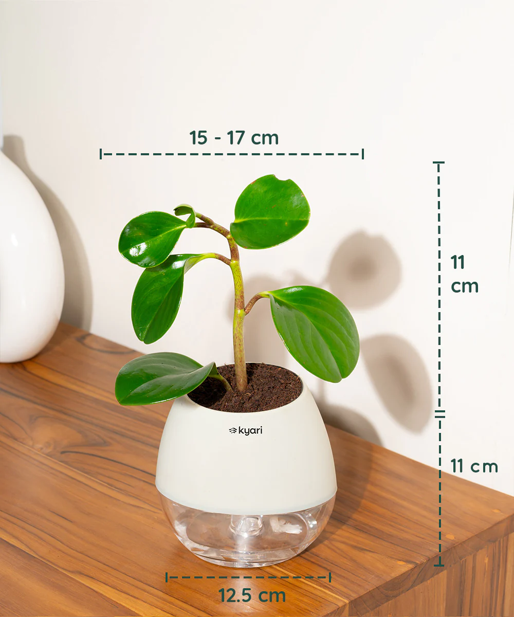 Peperomia Green Plant With Self Watering Pot - Image 68