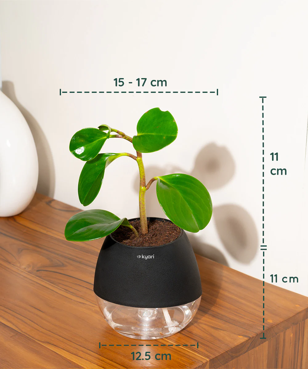 Peperomia Green Plant With Self Watering Pot - Image 75