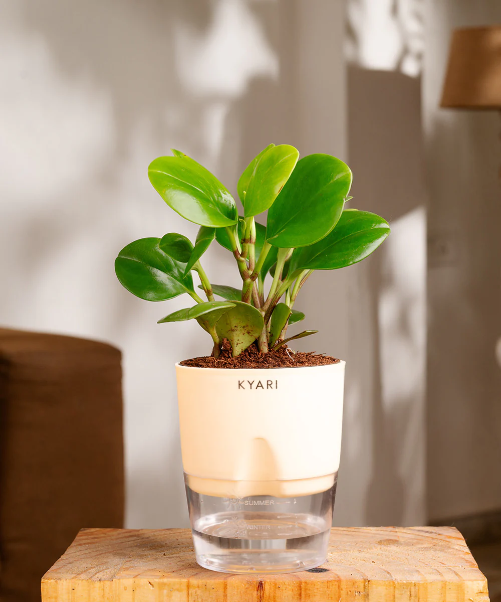 Peperomia Green Plant With Self Watering Pot - Image 8