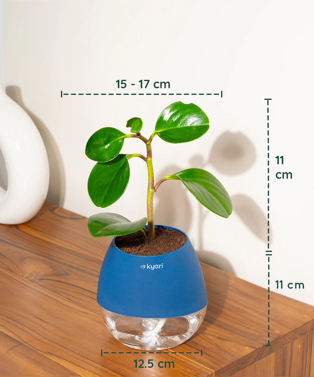 Peperomia Green Plant With Self Watering Pot - Image 82