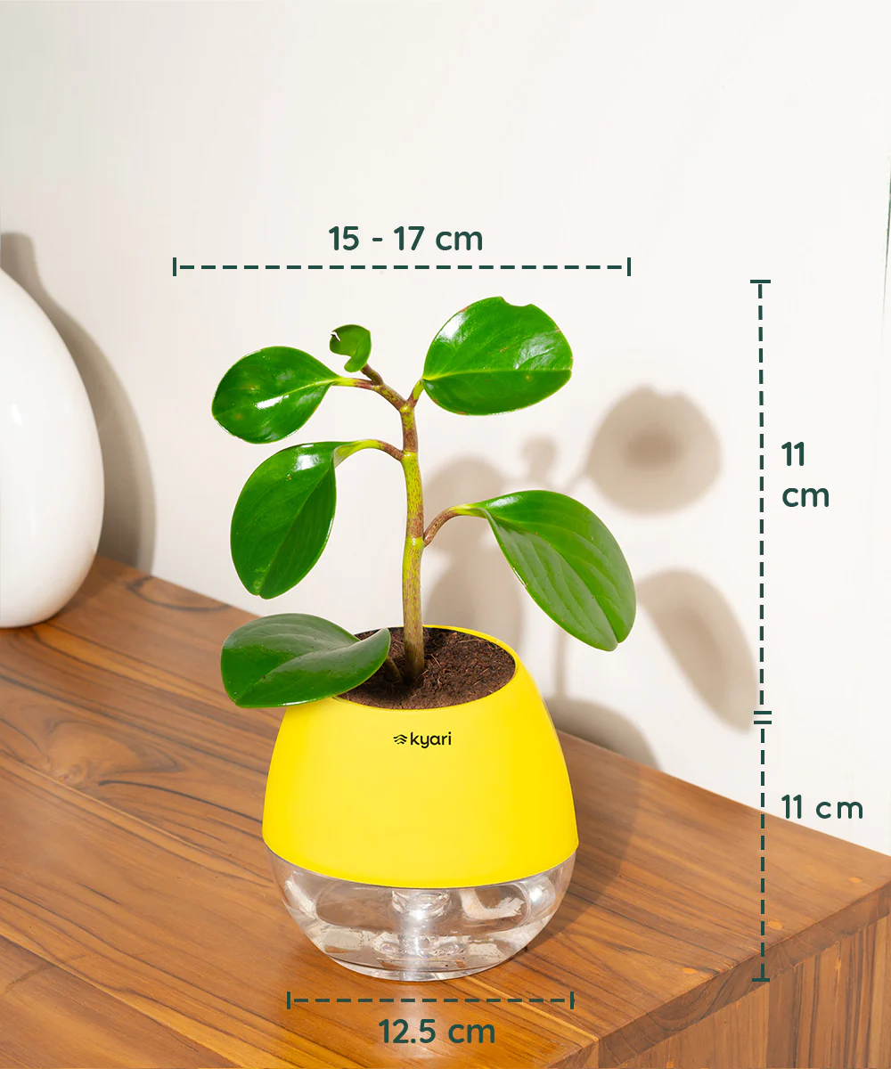 Peperomia Green Plant With Self Watering Pot - Image 89