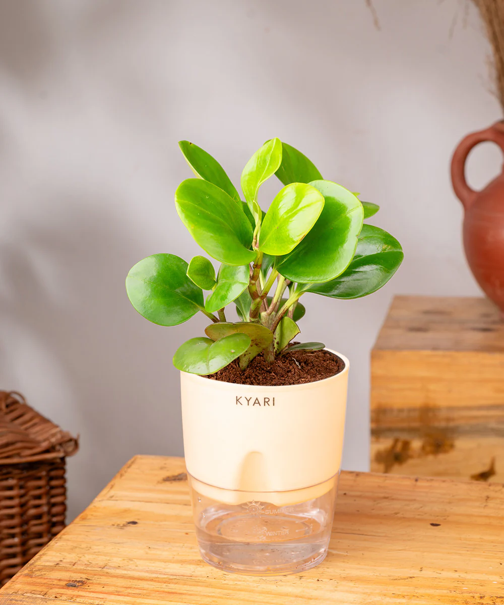 Peperomia Green Plant With Self Watering Pot - Image 9