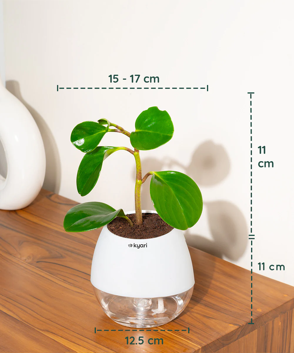 Peperomia Green Plant With Self Watering Pot - Image 96