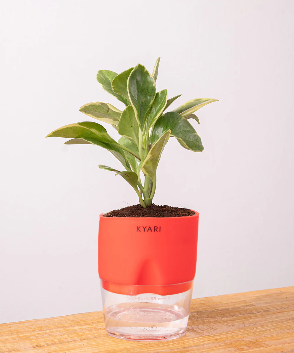 Peperomia Obtusifolia Variegata Plant With Self Watering Pot - Image 10