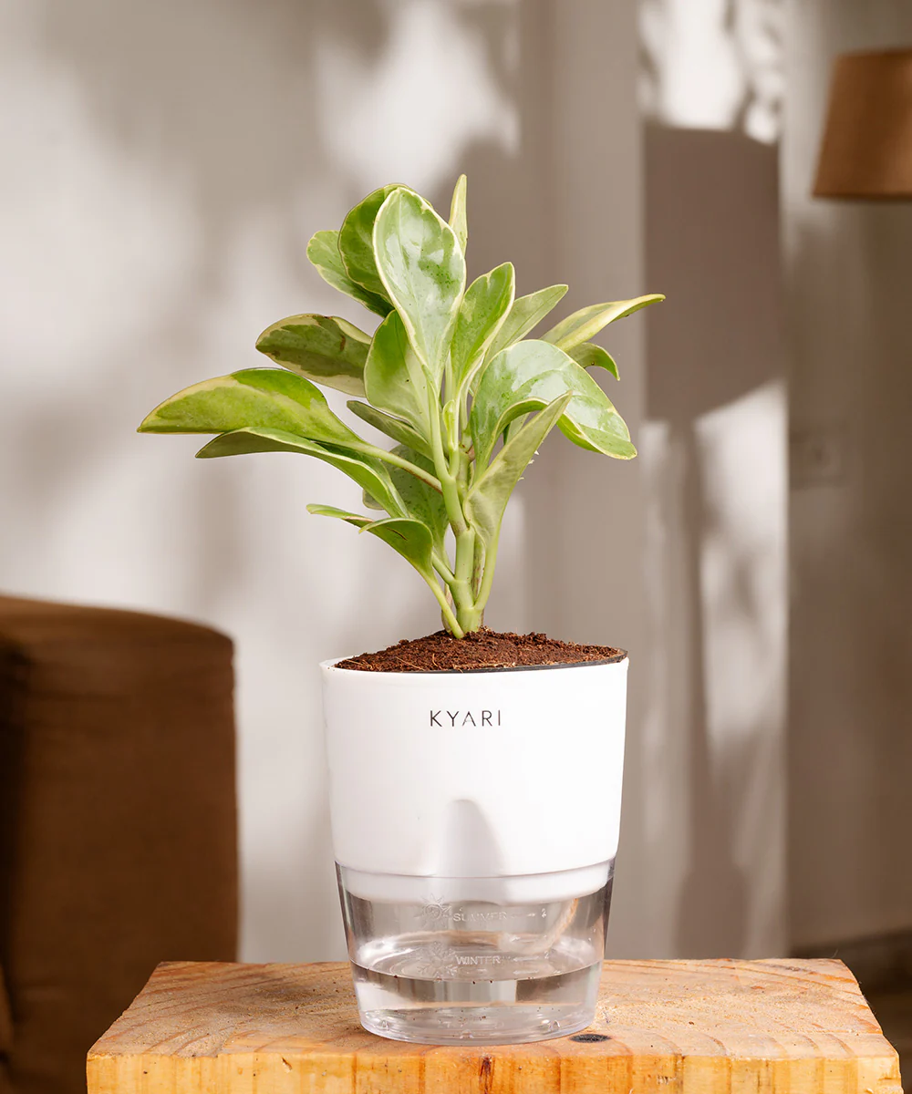 Peperomia Obtusifolia Variegata Plant With Self Watering Pot - Image 15