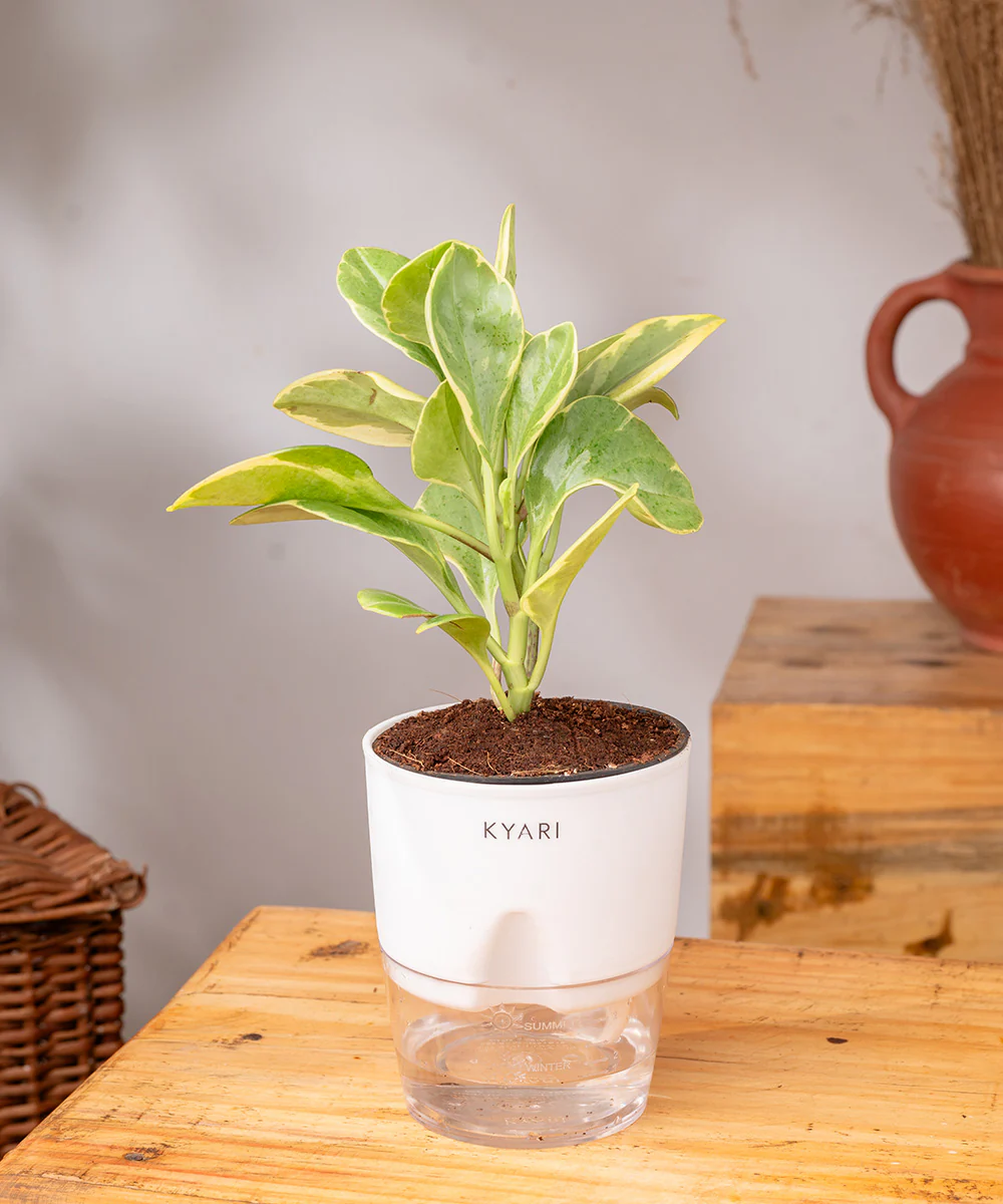 Peperomia Obtusifolia Variegata Plant With Self Watering Pot - Image 16