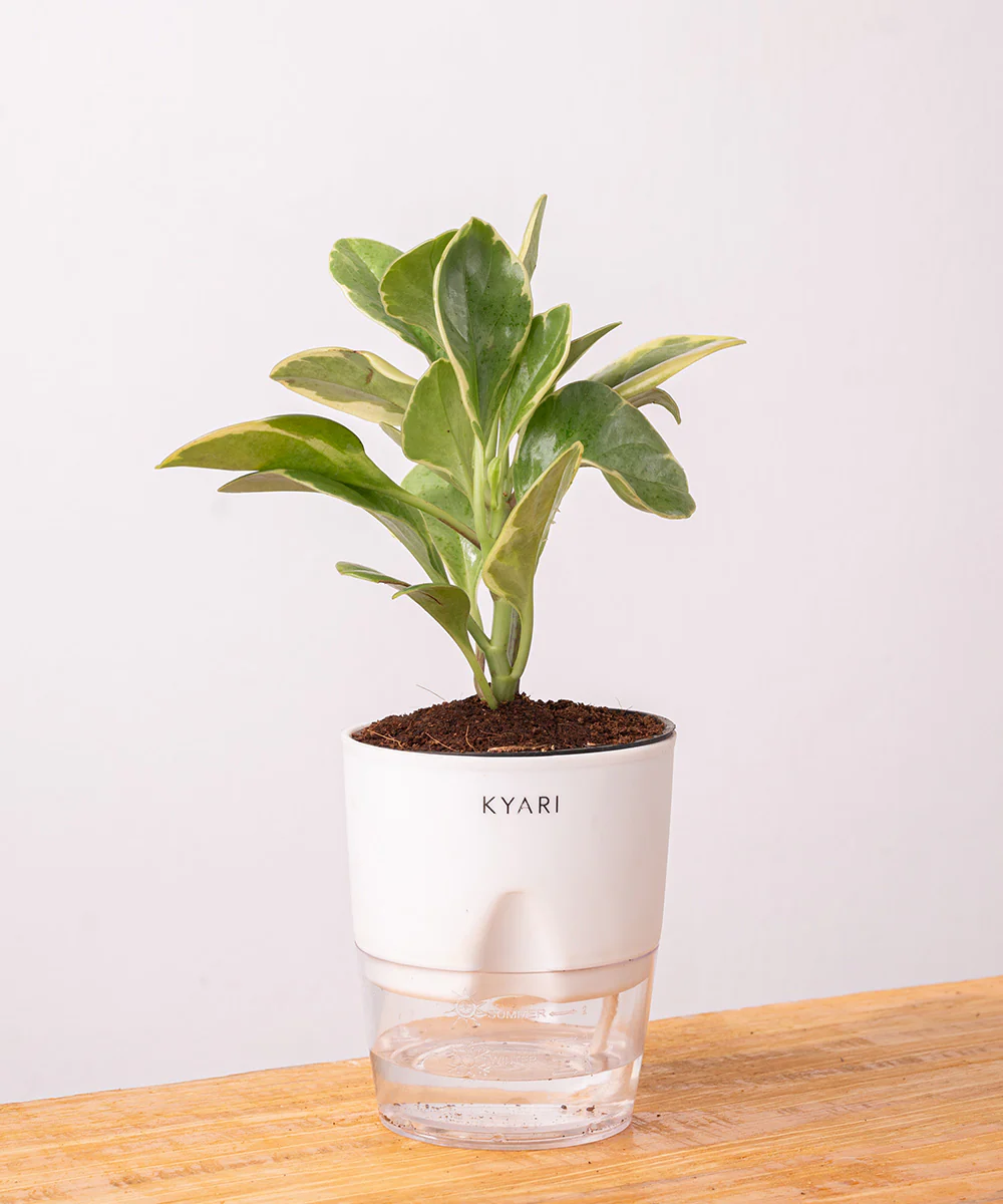 Peperomia Obtusifolia Variegata Plant With Self Watering Pot - Image 17