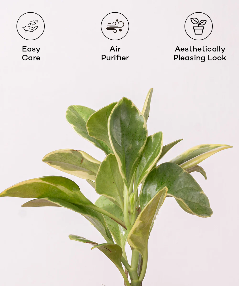 Peperomia Obtusifolia Variegata Plant With Self Watering Pot - Image 18
