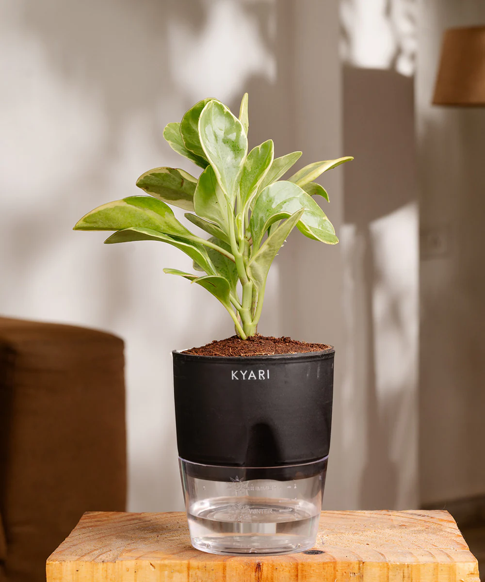 Peperomia Obtusifolia Variegata Plant With Self Watering Pot - Image 19