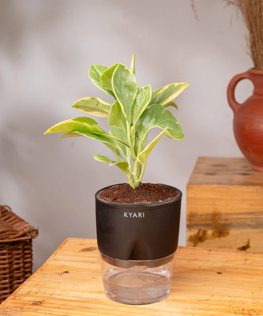 Peperomia Obtusifolia Variegata Plant With Self Watering Pot - Image 23