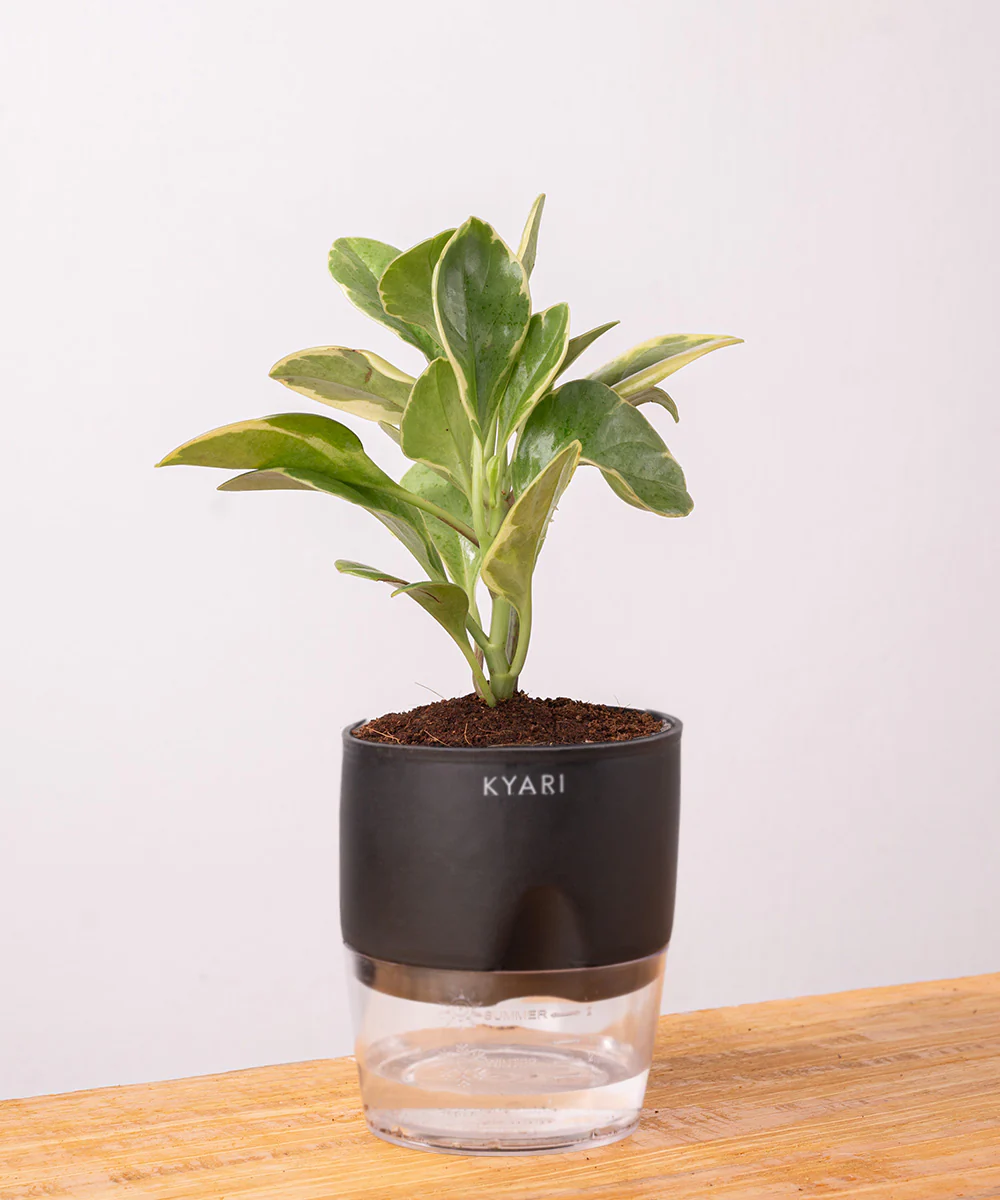 Peperomia Obtusifolia Variegata Plant With Self Watering Pot - Image 24