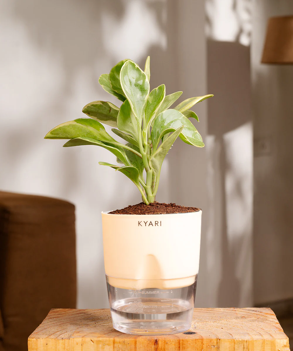 Peperomia Obtusifolia Variegata Plant With Self Watering Pot - Image 29