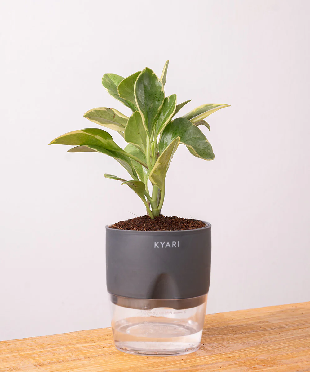 Peperomia Obtusifolia Variegata Plant With Self Watering Pot - Image 3
