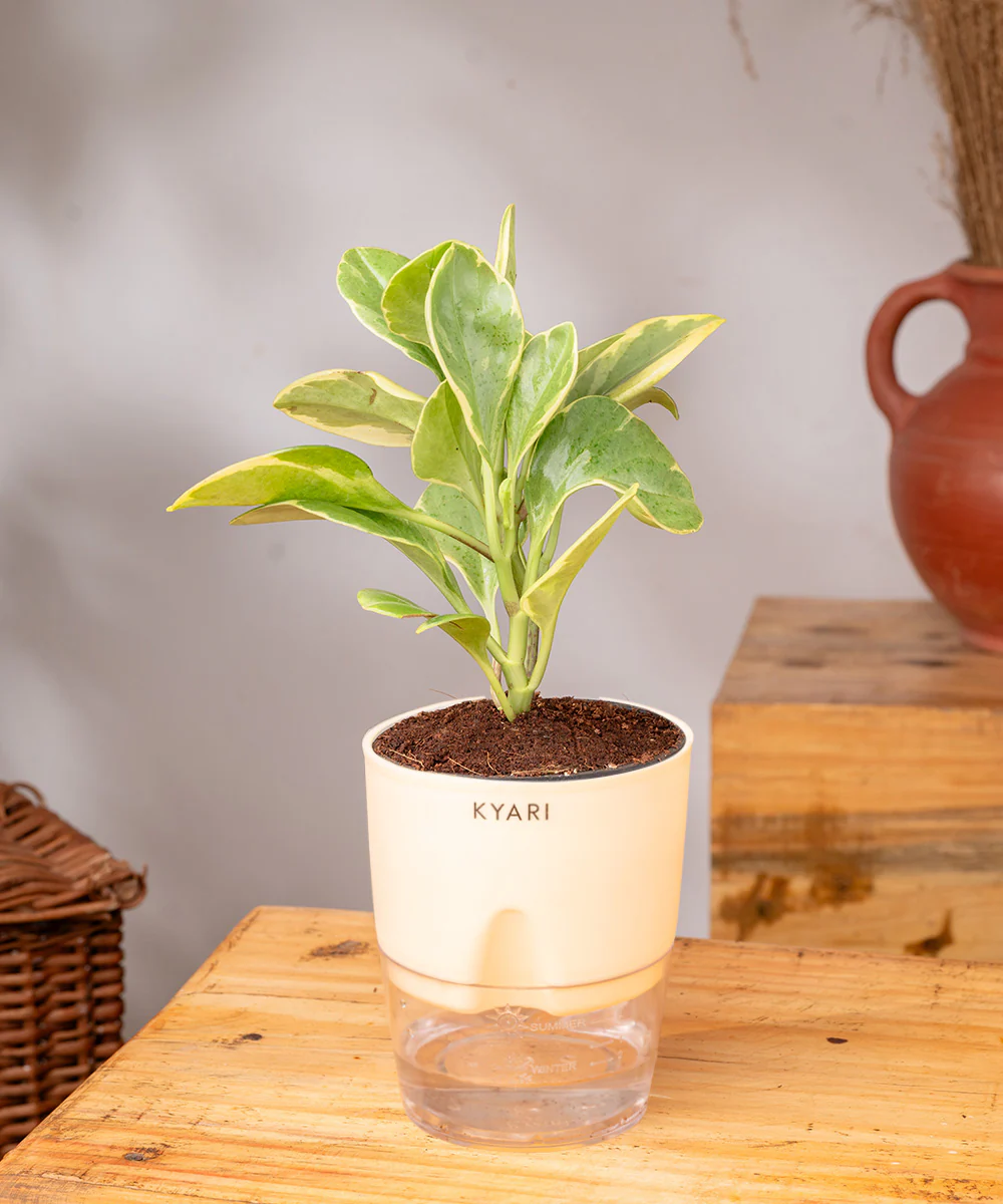 Peperomia Obtusifolia Variegata Plant With Self Watering Pot - Image 30