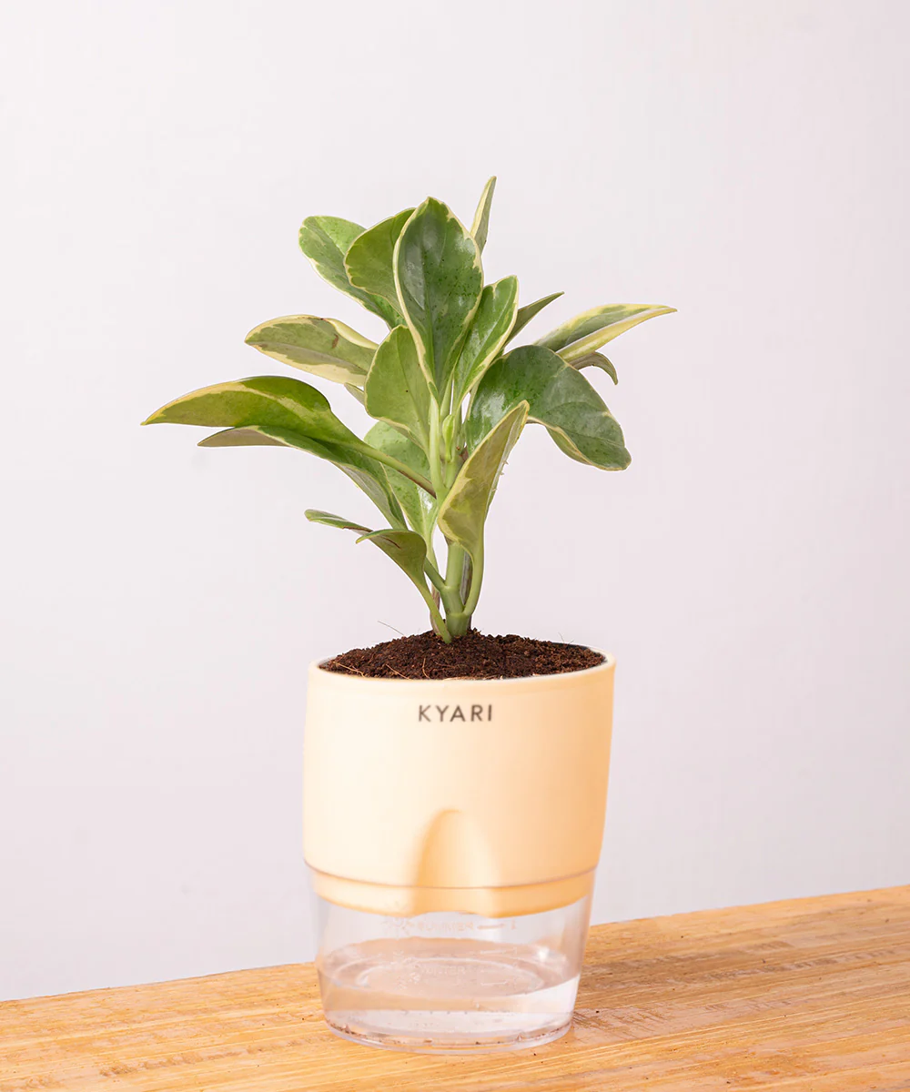 Peperomia Obtusifolia Variegata Plant With Self Watering Pot - Image 31