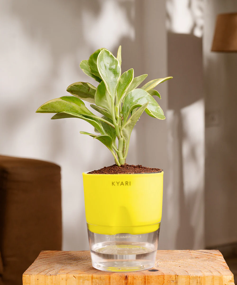 Peperomia Obtusifolia Variegata Plant With Self Watering Pot - Image 35