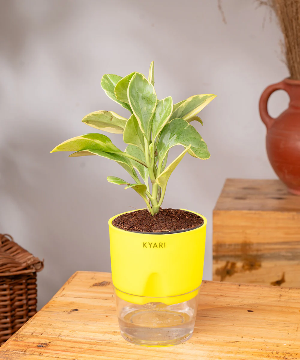 Peperomia Obtusifolia Variegata Plant With Self Watering Pot - Image 38