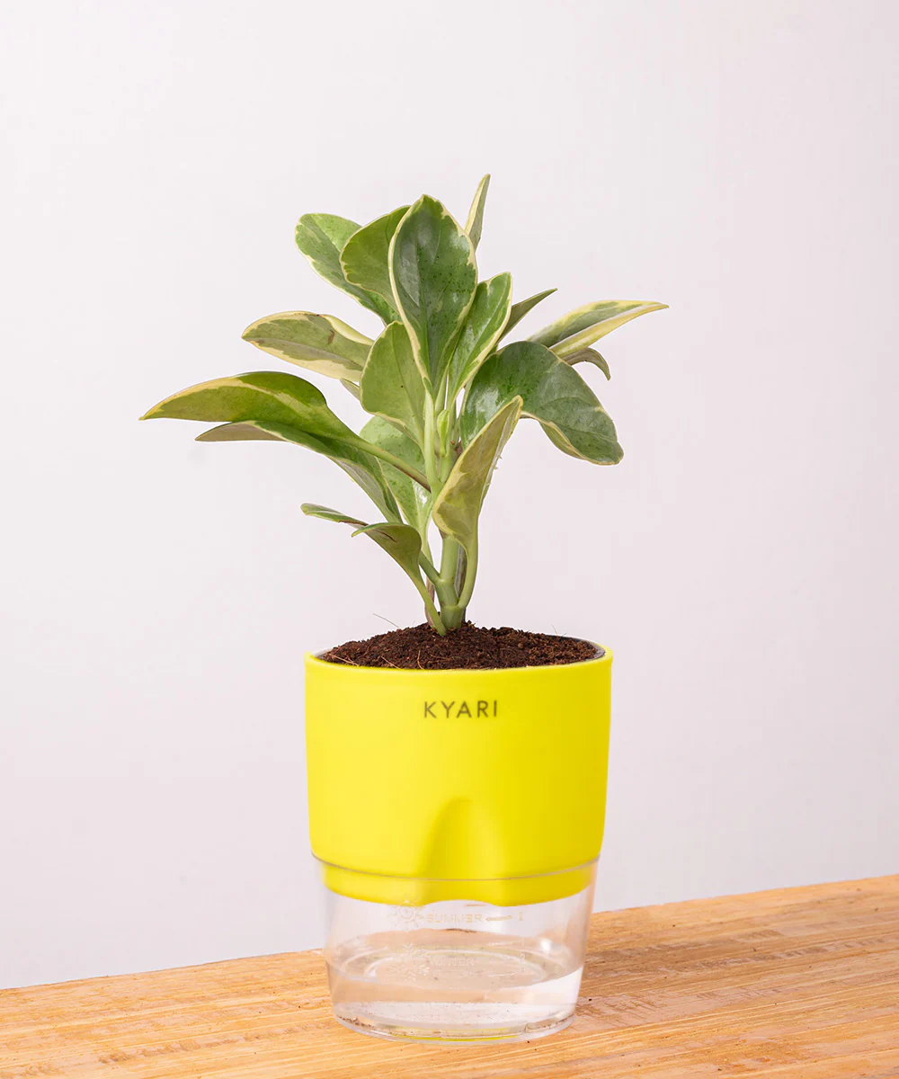 Peperomia Obtusifolia Variegata Plant With Self Watering Pot - Image 39