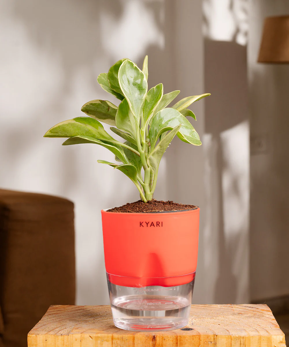 Peperomia Obtusifolia Variegata Plant With Self Watering Pot - Image 8