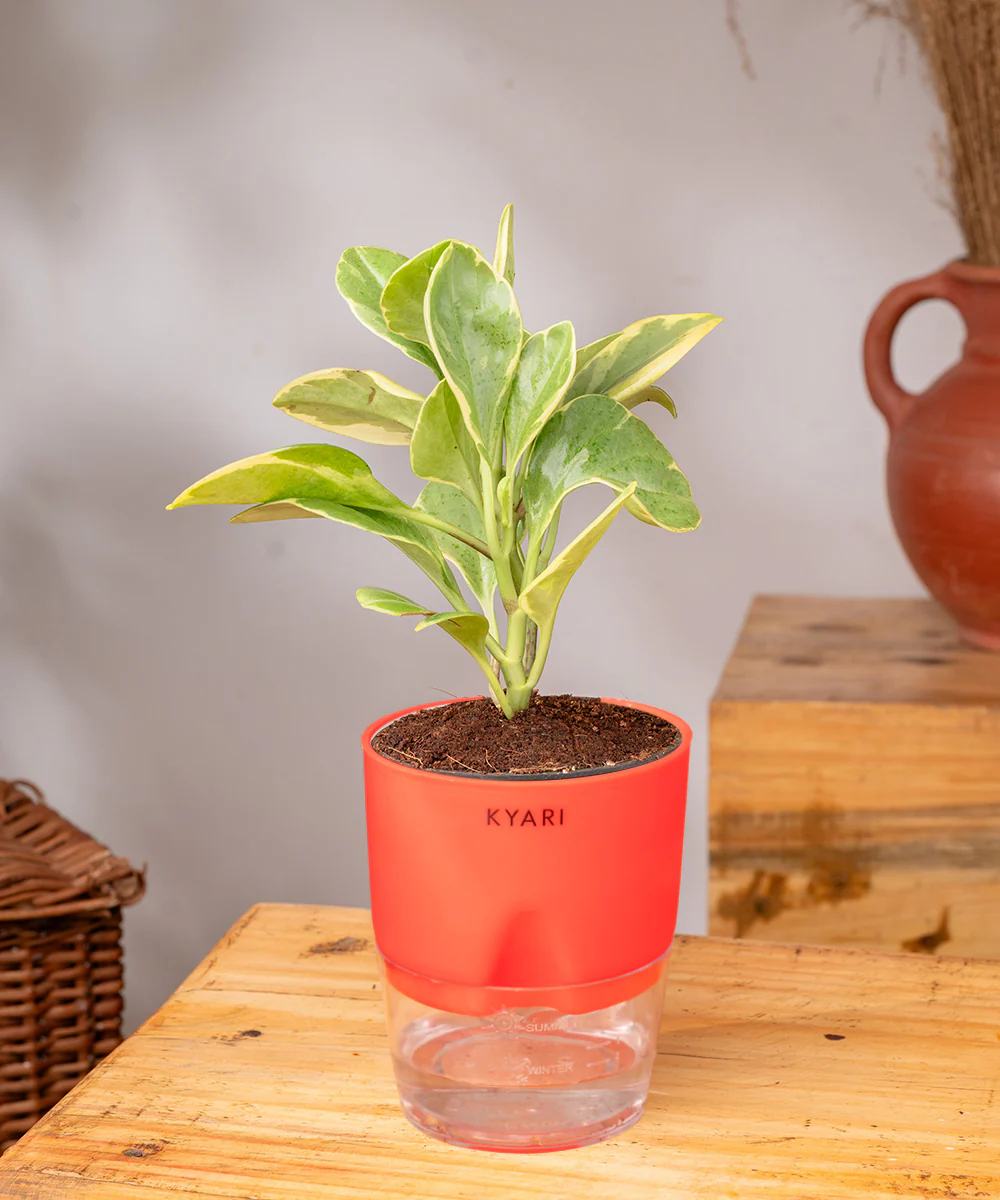 Peperomia Obtusifolia Variegata Plant With Self Watering Pot - Image 9