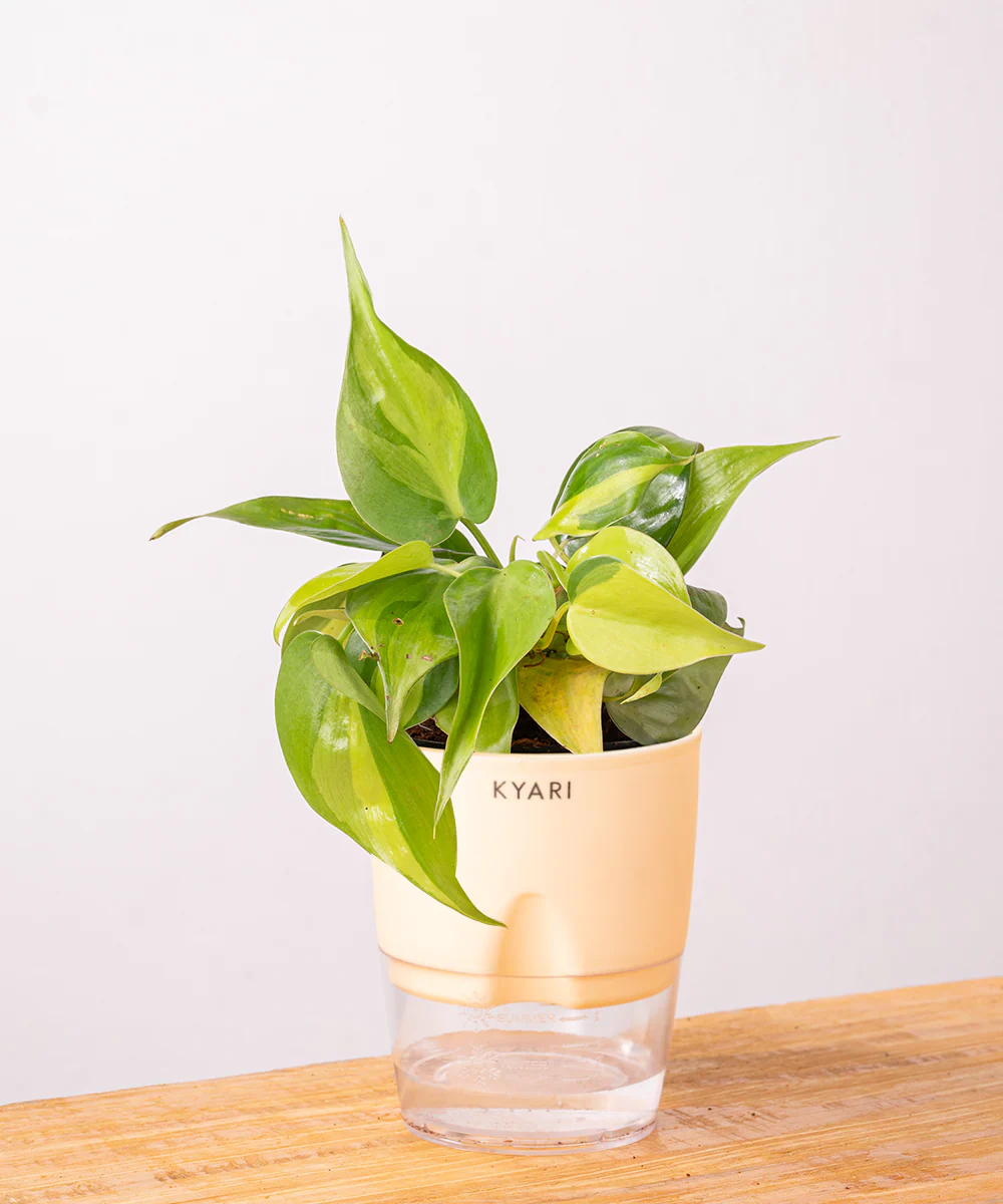 Philodendron Brasil Plant With Self Watering Pot - Image 10