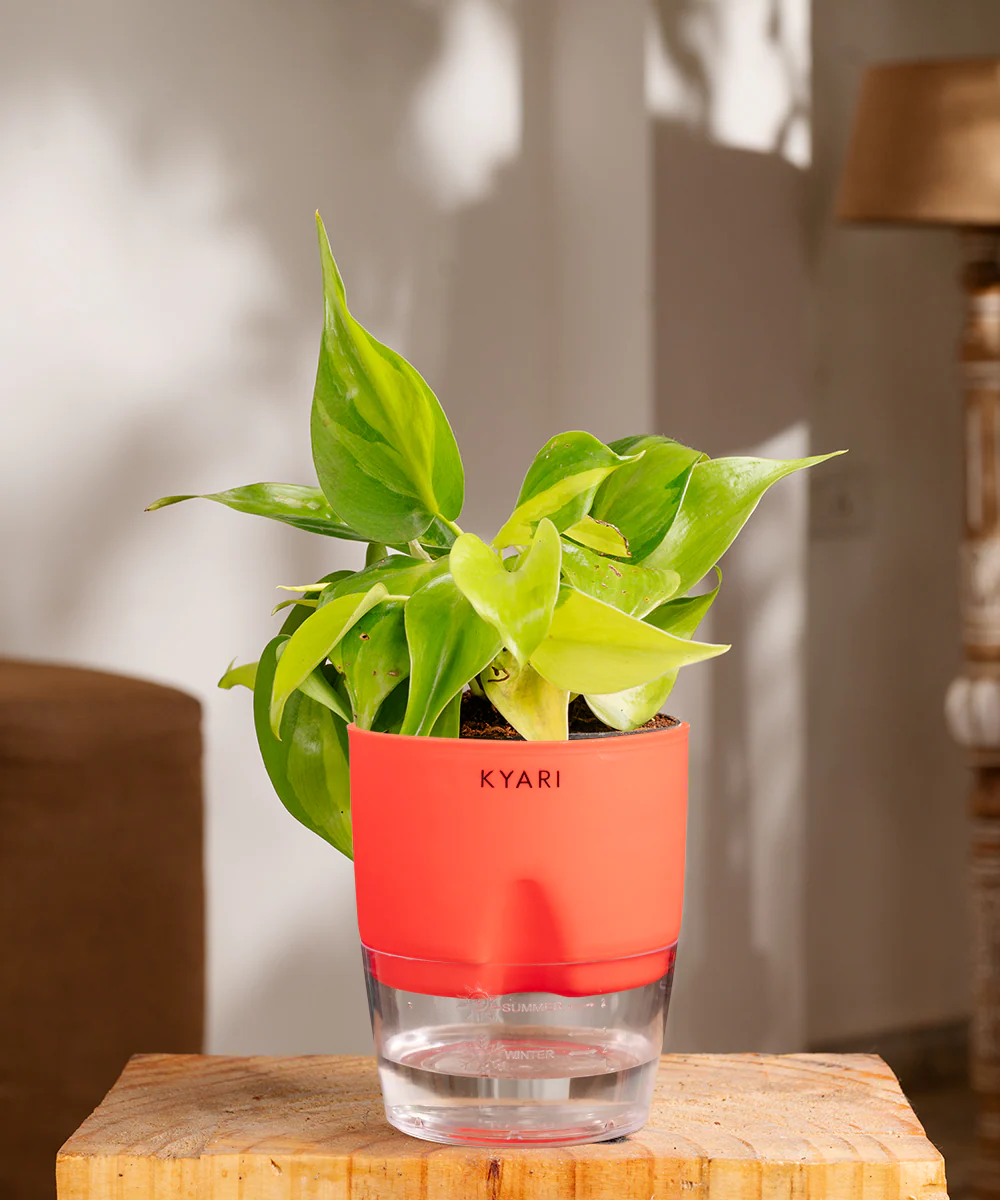 Philodendron Brasil Plant With Self Watering Pot - Image 15