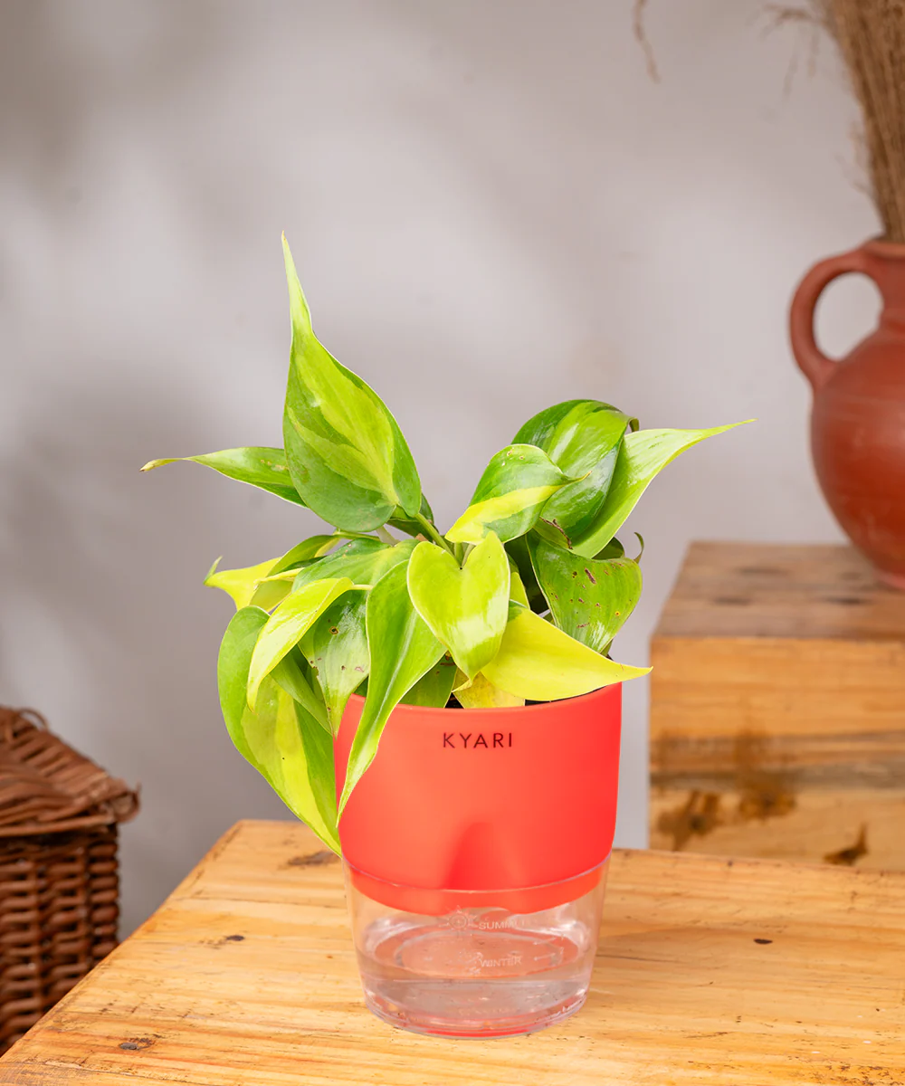 Philodendron Brasil Plant With Self Watering Pot - Image 16