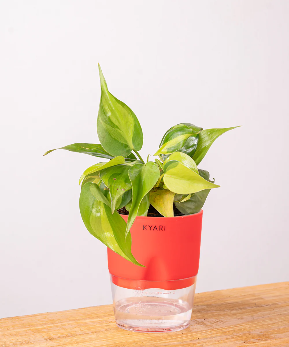 Philodendron Brasil Plant With Self Watering Pot - Image 17