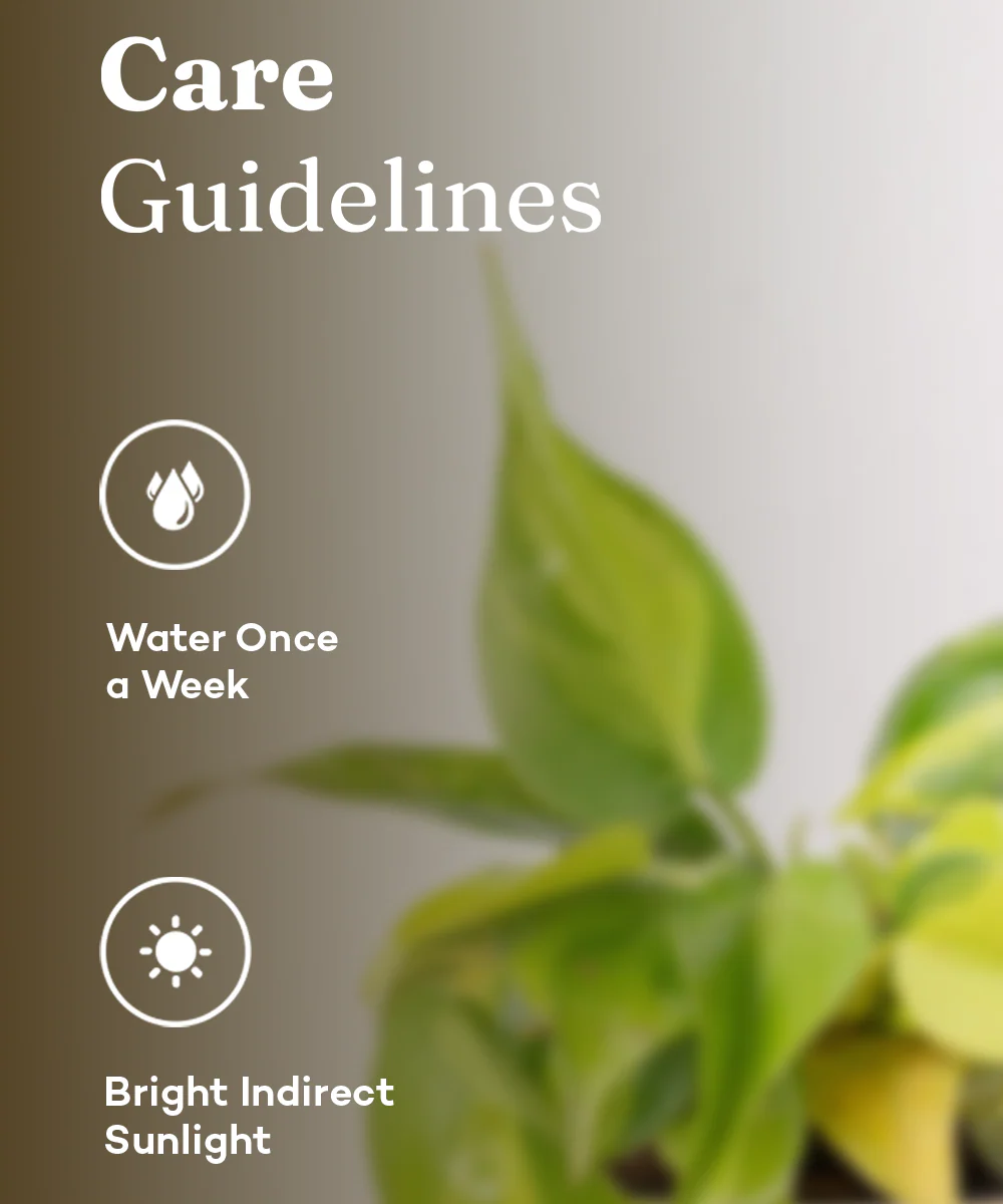 Philodendron Brasil Plant With Self Watering Pot - Image 19