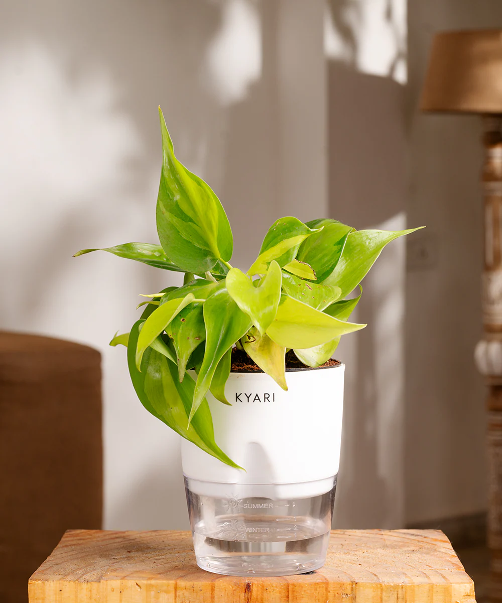 Philodendron Brasil Plant With Self Watering Pot - Image 22