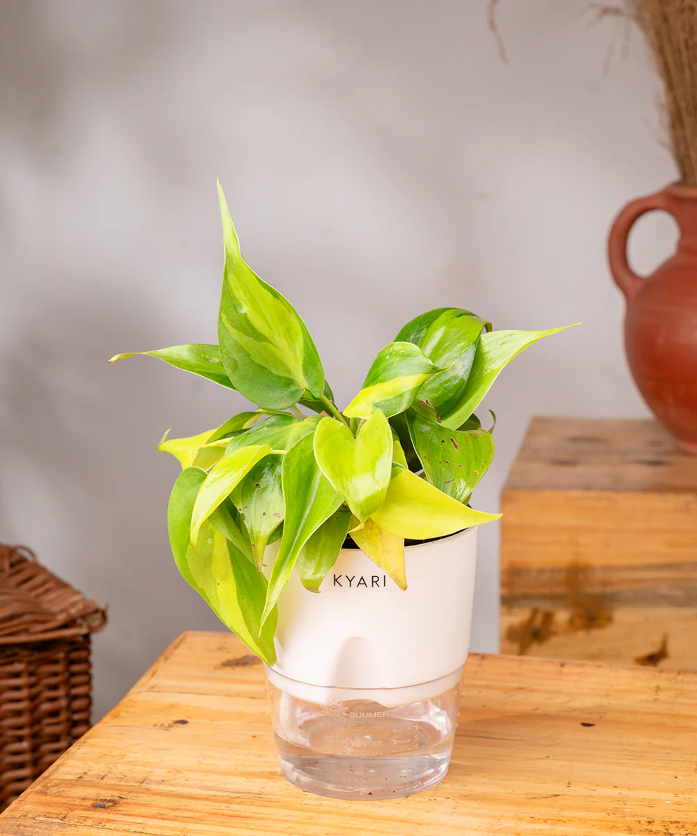 Philodendron Brasil Plant With Self Watering Pot - Image 23