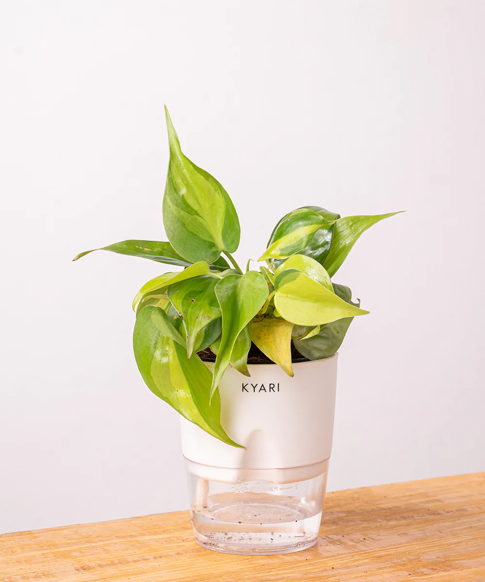 Philodendron Brasil Plant With Self Watering Pot - Image 24