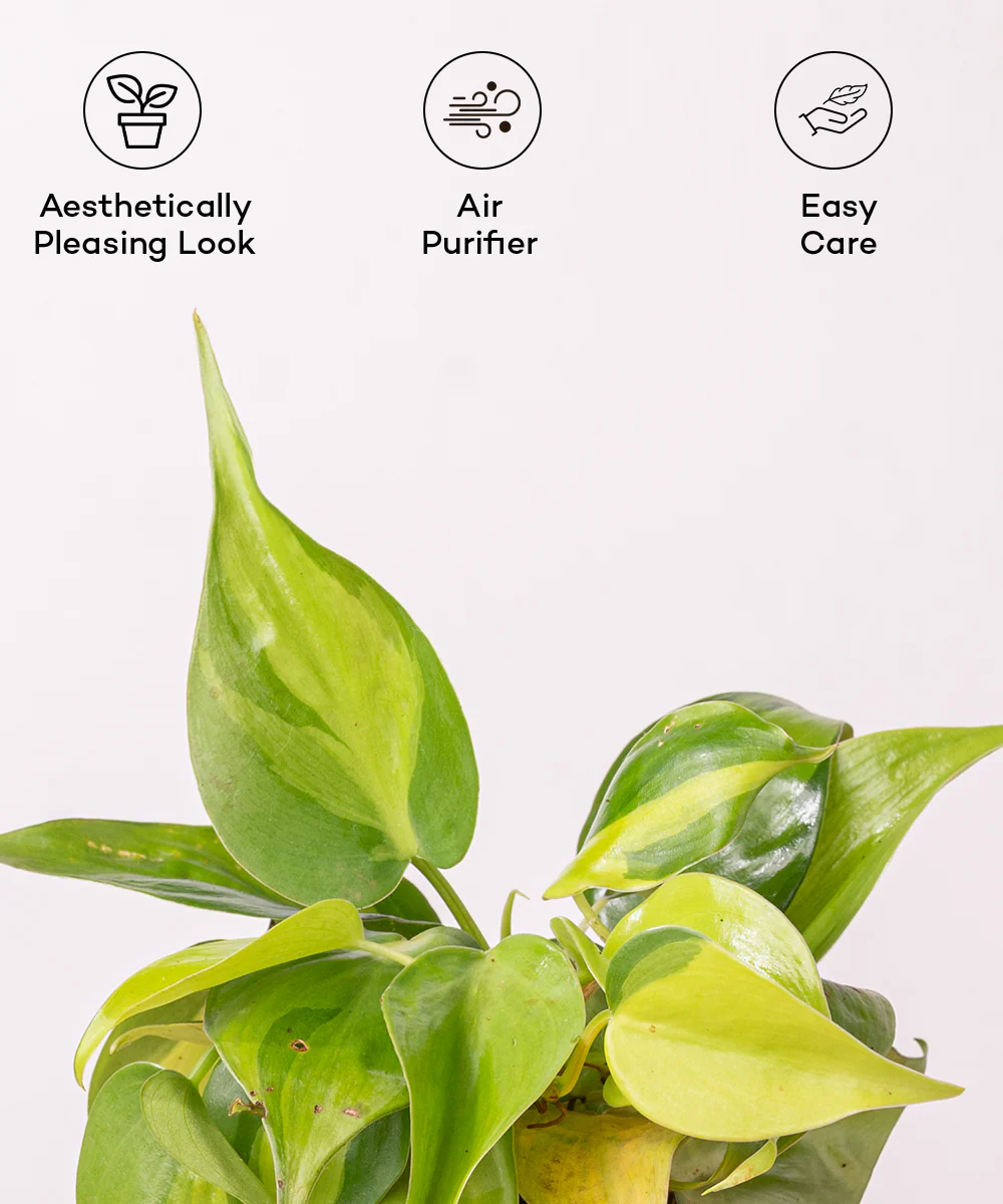 Philodendron Brasil Plant With Self Watering Pot - Image 25