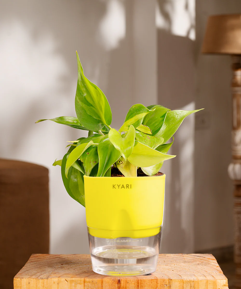 Philodendron Brasil Plant With Self Watering Pot - Image 29