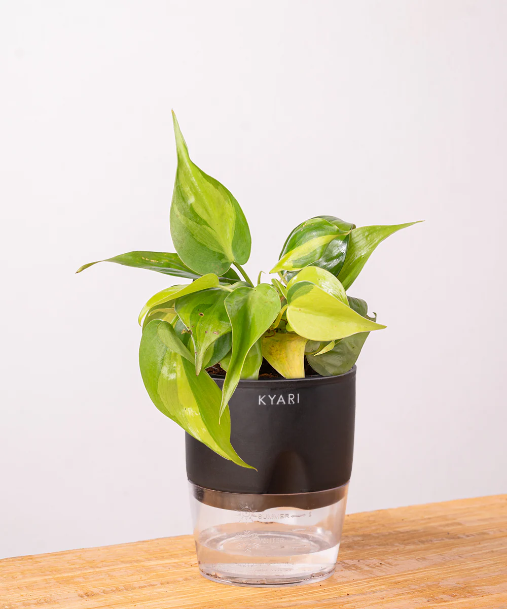 Philodendron Brasil Plant With Self Watering Pot - Image 3