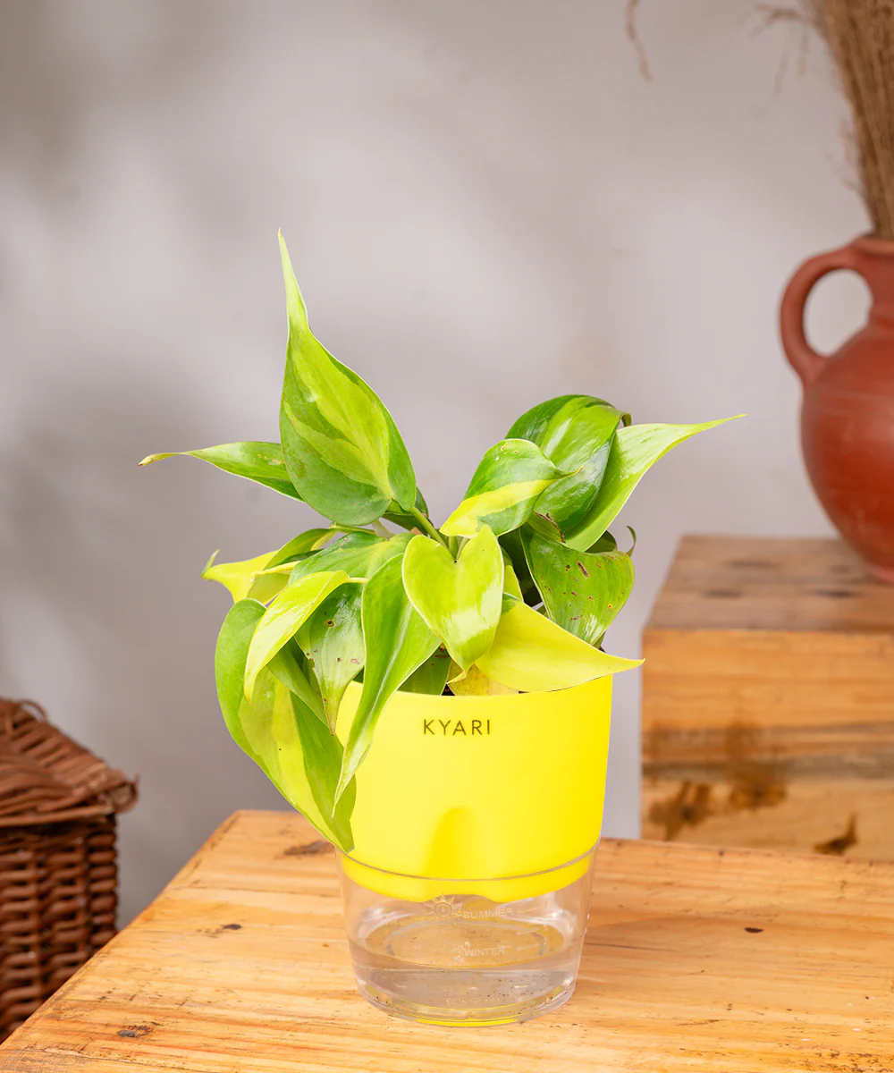 Philodendron Brasil Plant With Self Watering Pot - Image 30