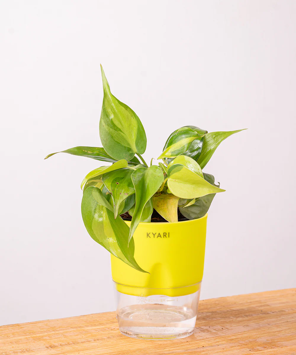 Philodendron Brasil Plant With Self Watering Pot - Image 31
