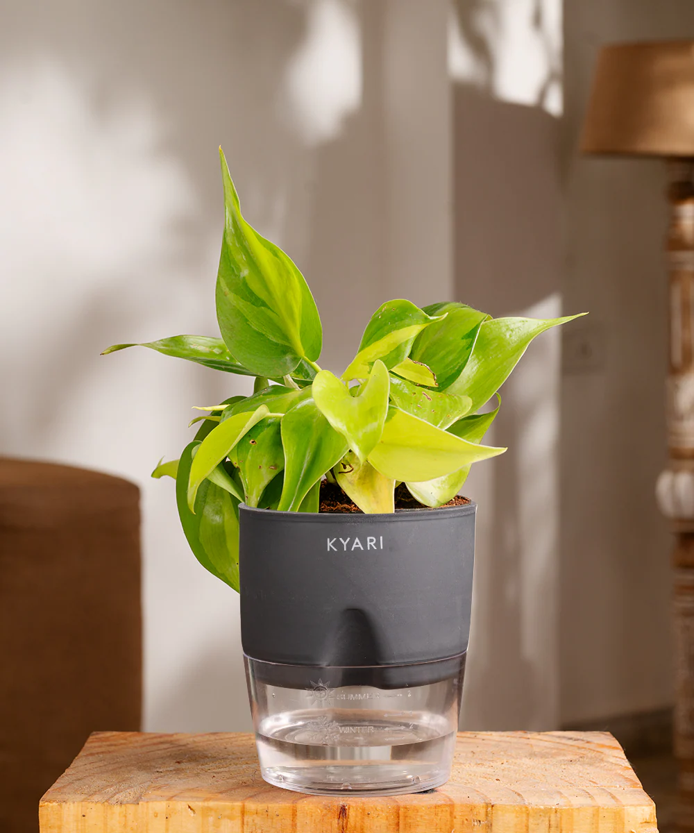 Philodendron Brasil Plant With Self Watering Pot - Image 36