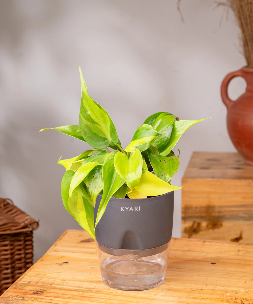 Philodendron Brasil Plant With Self Watering Pot - Image 37