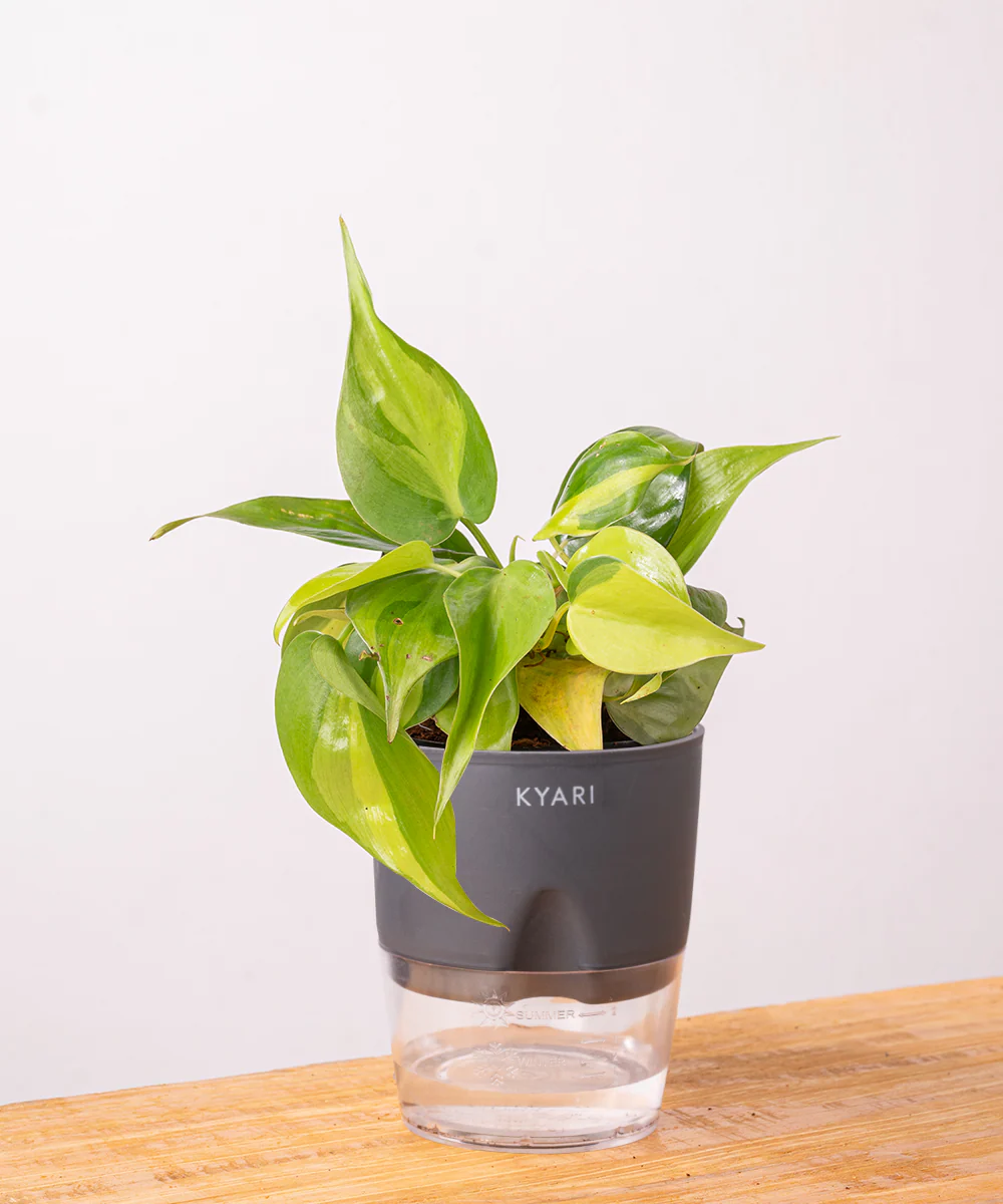 Philodendron Brasil Plant With Self Watering Pot - Image 38