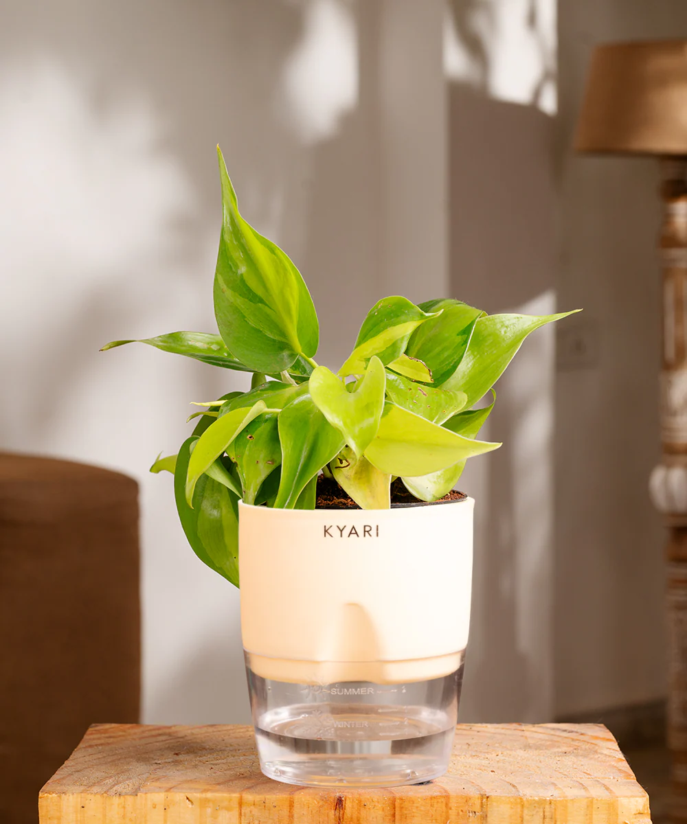Philodendron Brasil Plant With Self Watering Pot - Image 8