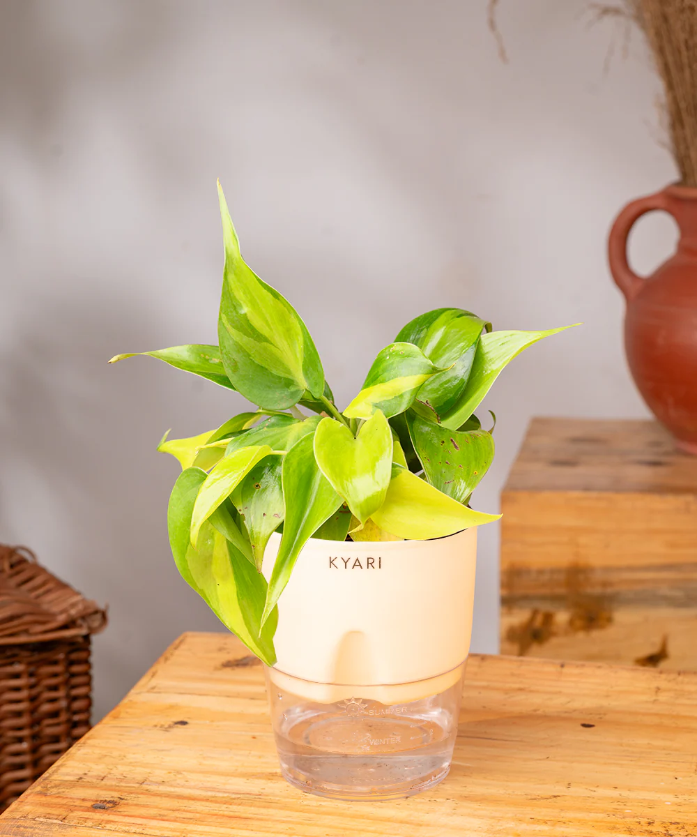 Philodendron Brasil Plant With Self Watering Pot - Image 9